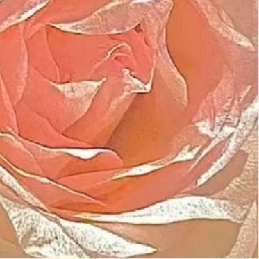 每日一善  🍃阳光信用 🍃每日一善 善良是一束美丽的玫瑰，当你赠送他人时，也