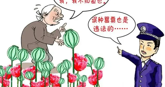 河南信阳：两村民在自家菜园非法种植罂粟超五百株被判刑
