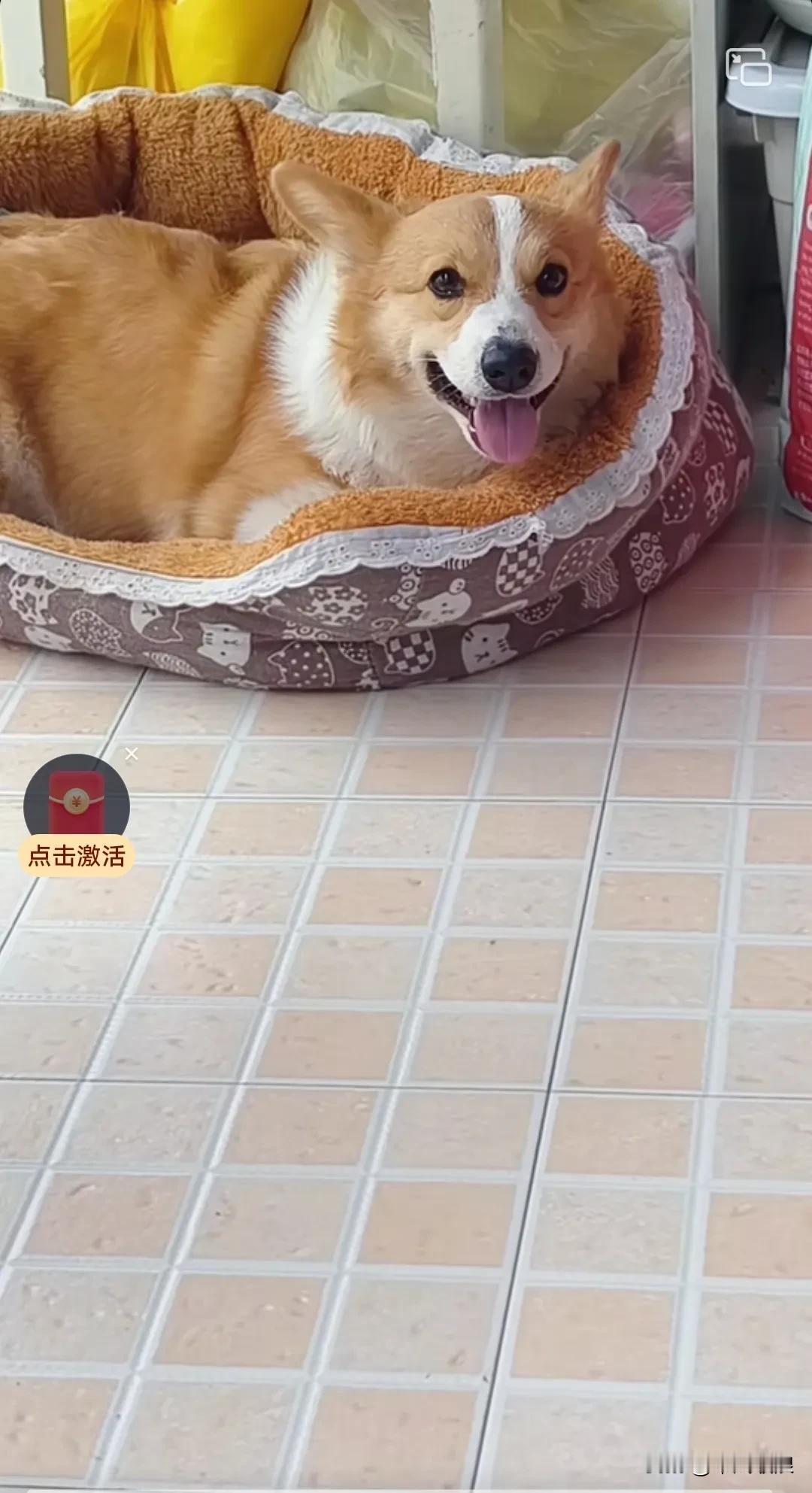 你护食也就罢了，摸你一下你还龇牙咧嘴的向作我，今天要是不揍你，你都成主人，我倒成