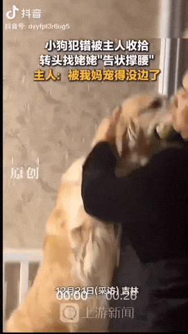 吉林，一小狗犯错后被女子教育，让它面壁思过，没一会姥姥买菜回家了，它转头直接找姥