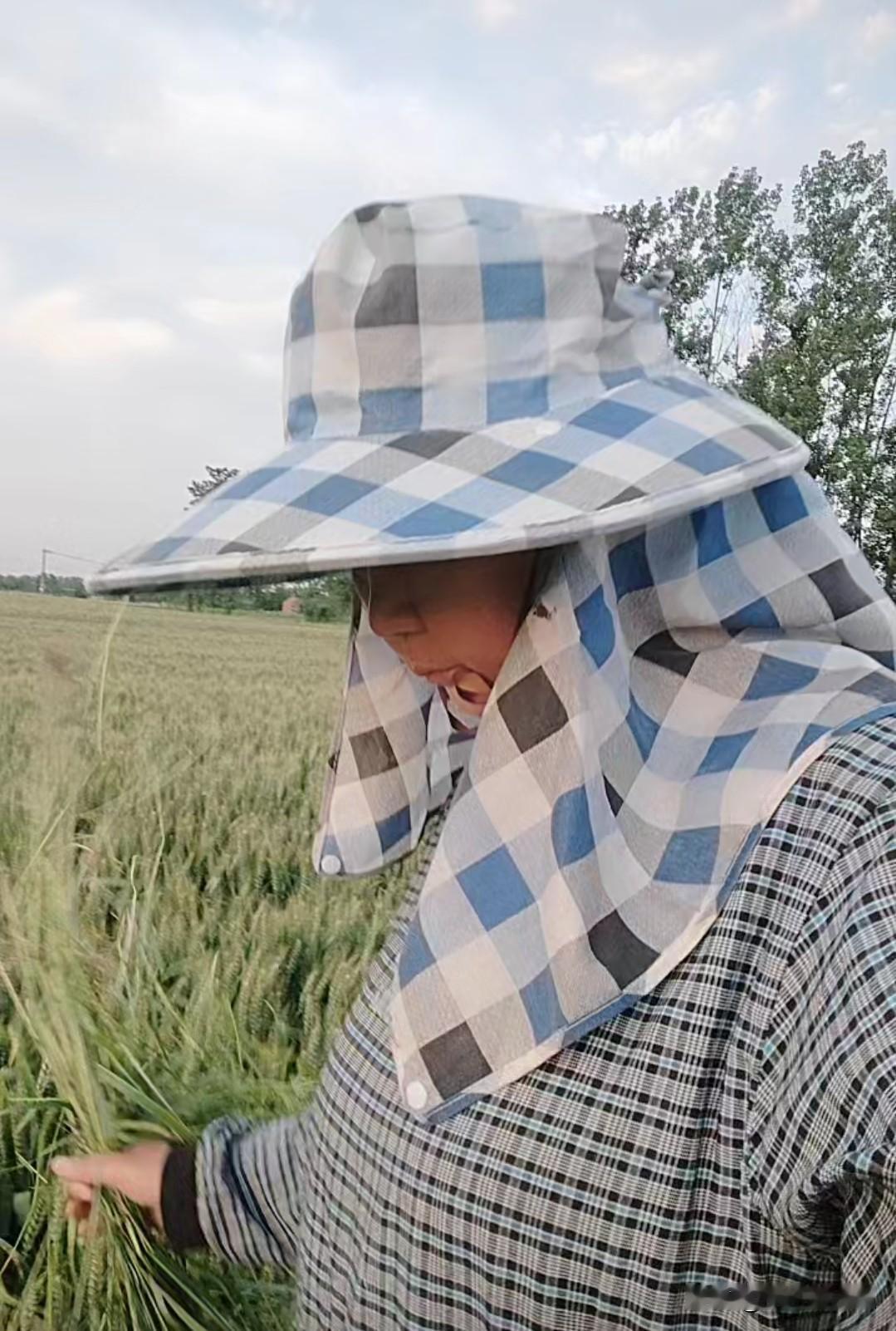 今天又来麦田里拔草了，前些天拔了一些，没拔完，加上五一孩子放假。我一直没上地，在