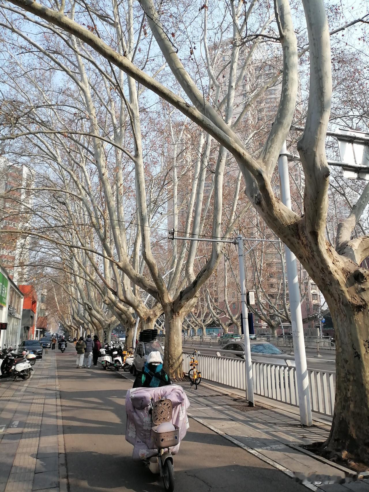 记录我的2026郑州人民路上的梧桐树，高大威武，郁郁葱葱，冬日的滕条依然美丽壮观