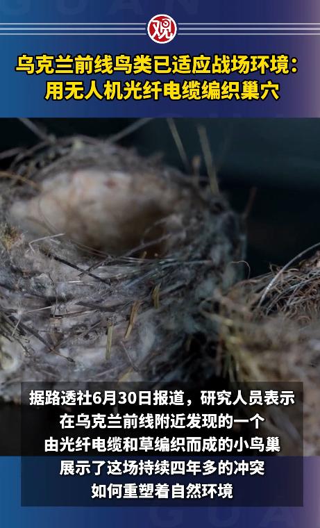 战场飞来一根光纤，乌克兰鸟儿用它筑了个巢，也筑进了人类历史。

前线还在响炮，树