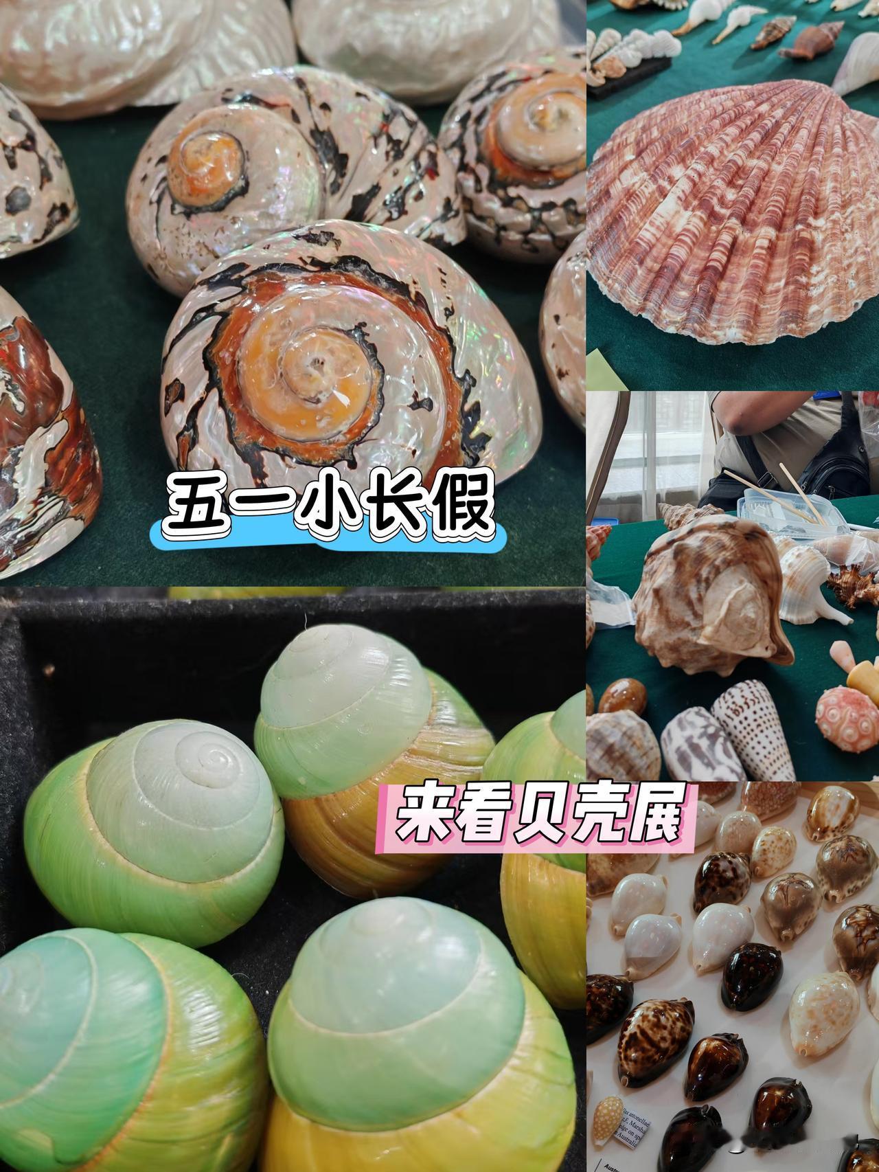 五一小长假不赶景点，来逛贝壳展！
这个五一大红门国际会展中心贝壳展热闹非凡！
这
