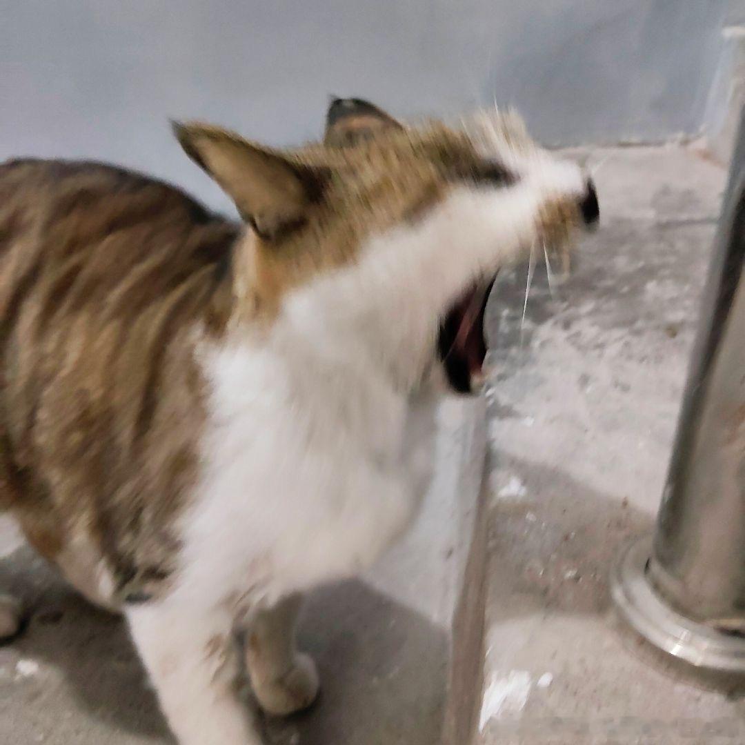 50007【丑猫】雷霆大嘴咪 