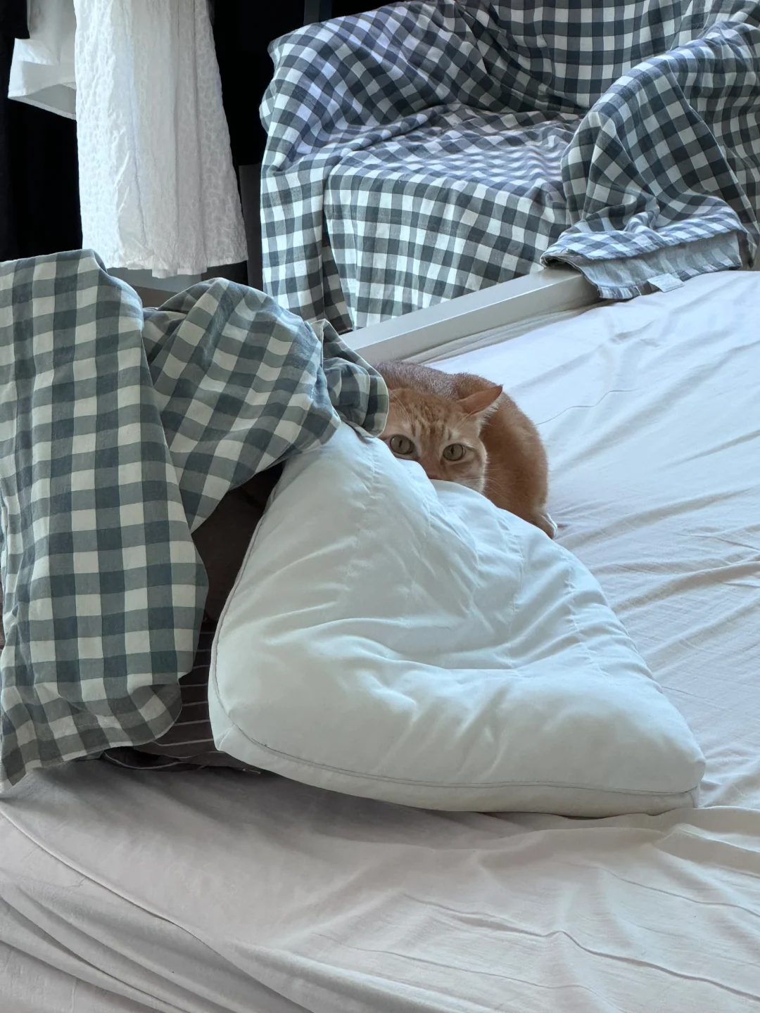 躲猫猫