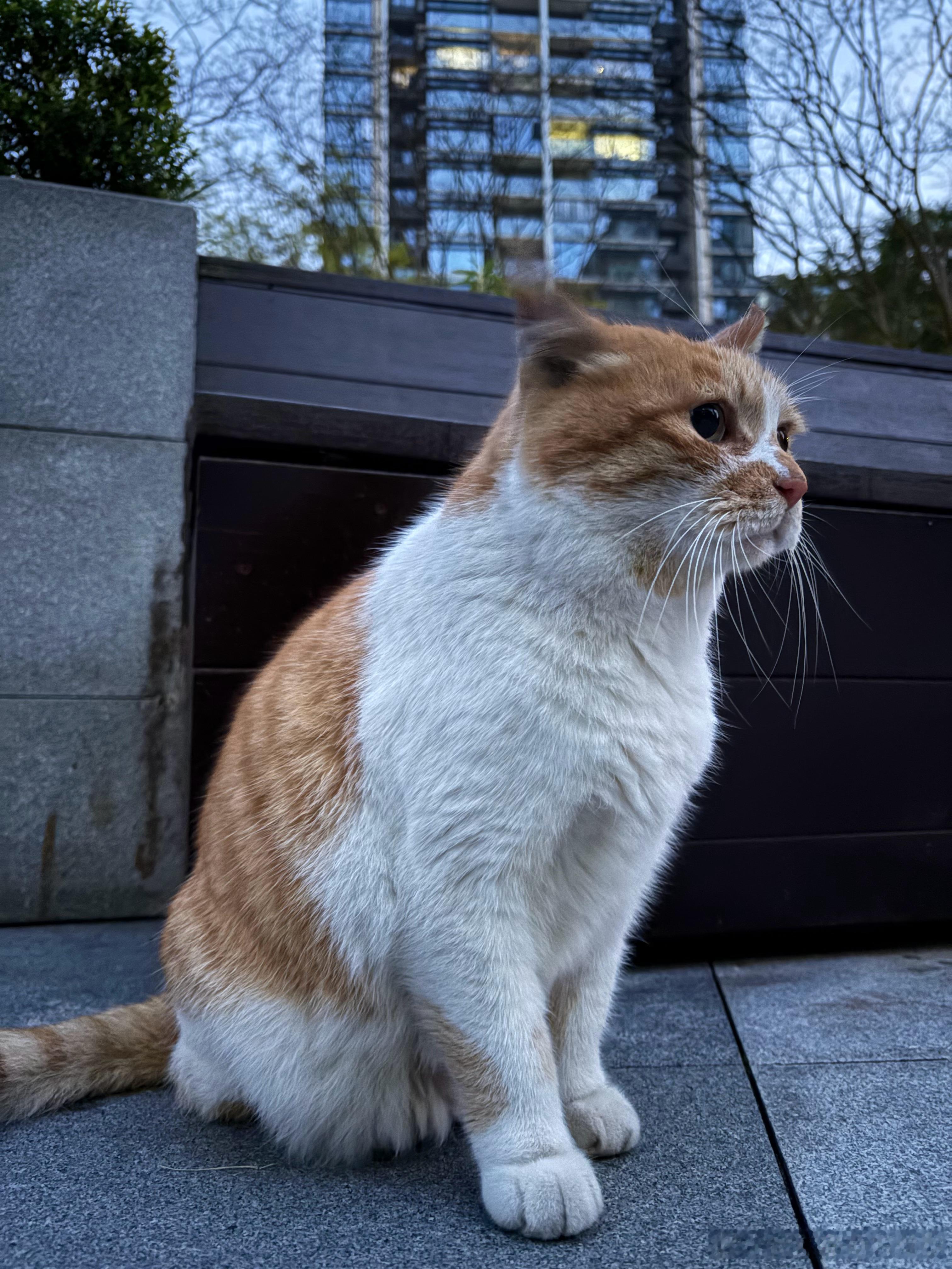有点好看野生喵短短年度高萌瞬间