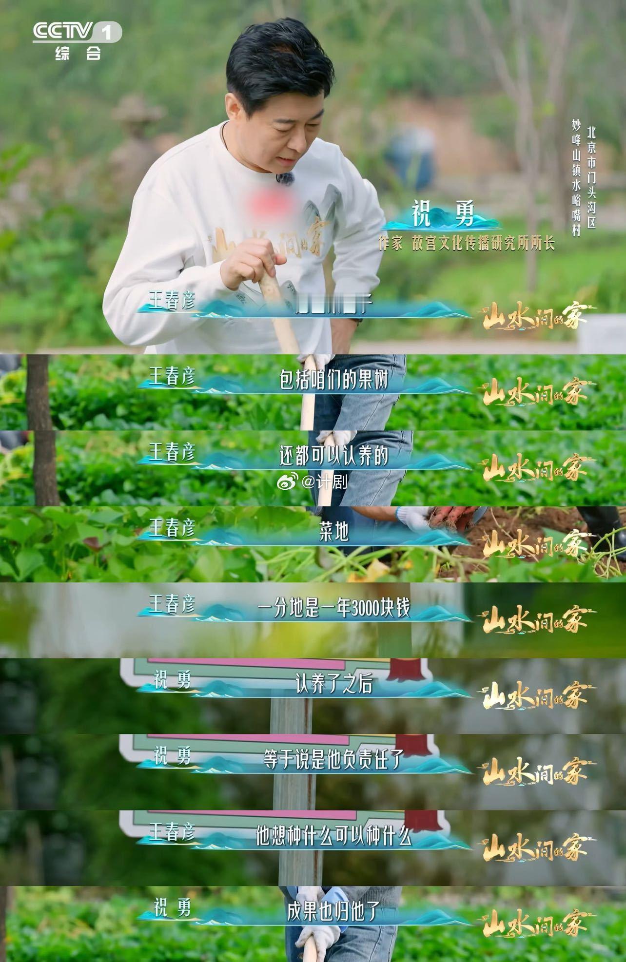 挖红薯就是早期开盲盒 门头沟水峪嘴村的红薯太有爱！一窝窝紧紧挨着，一根藤结出20