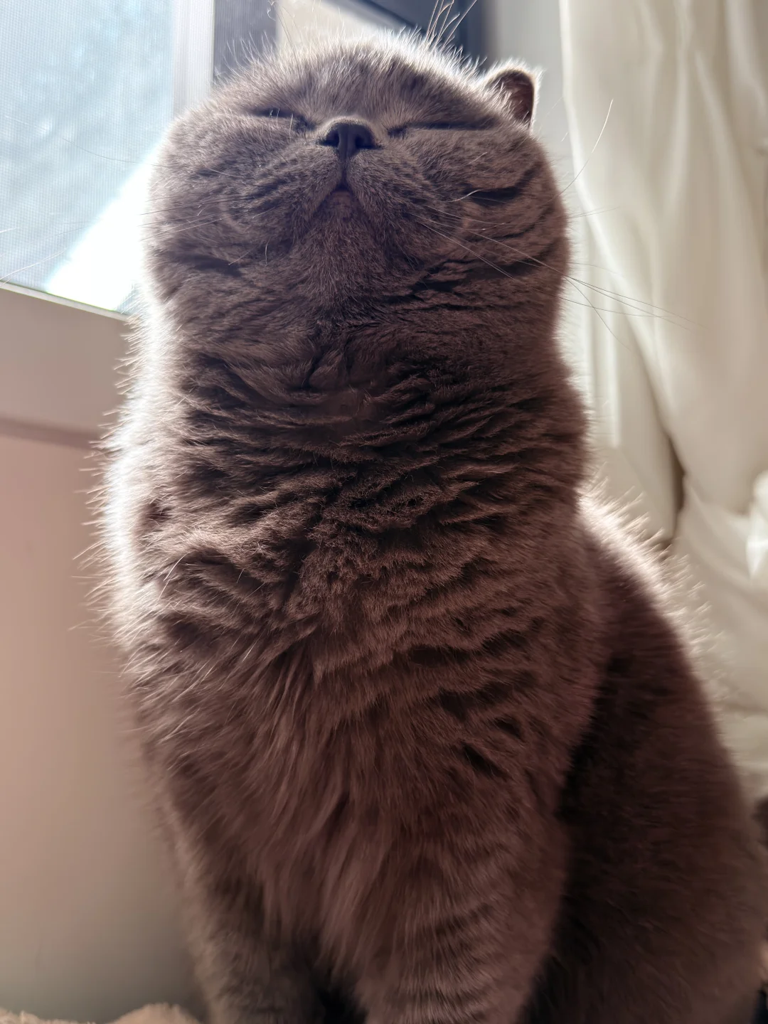 快投入小猫的怀抱（蒜瓣毛版）