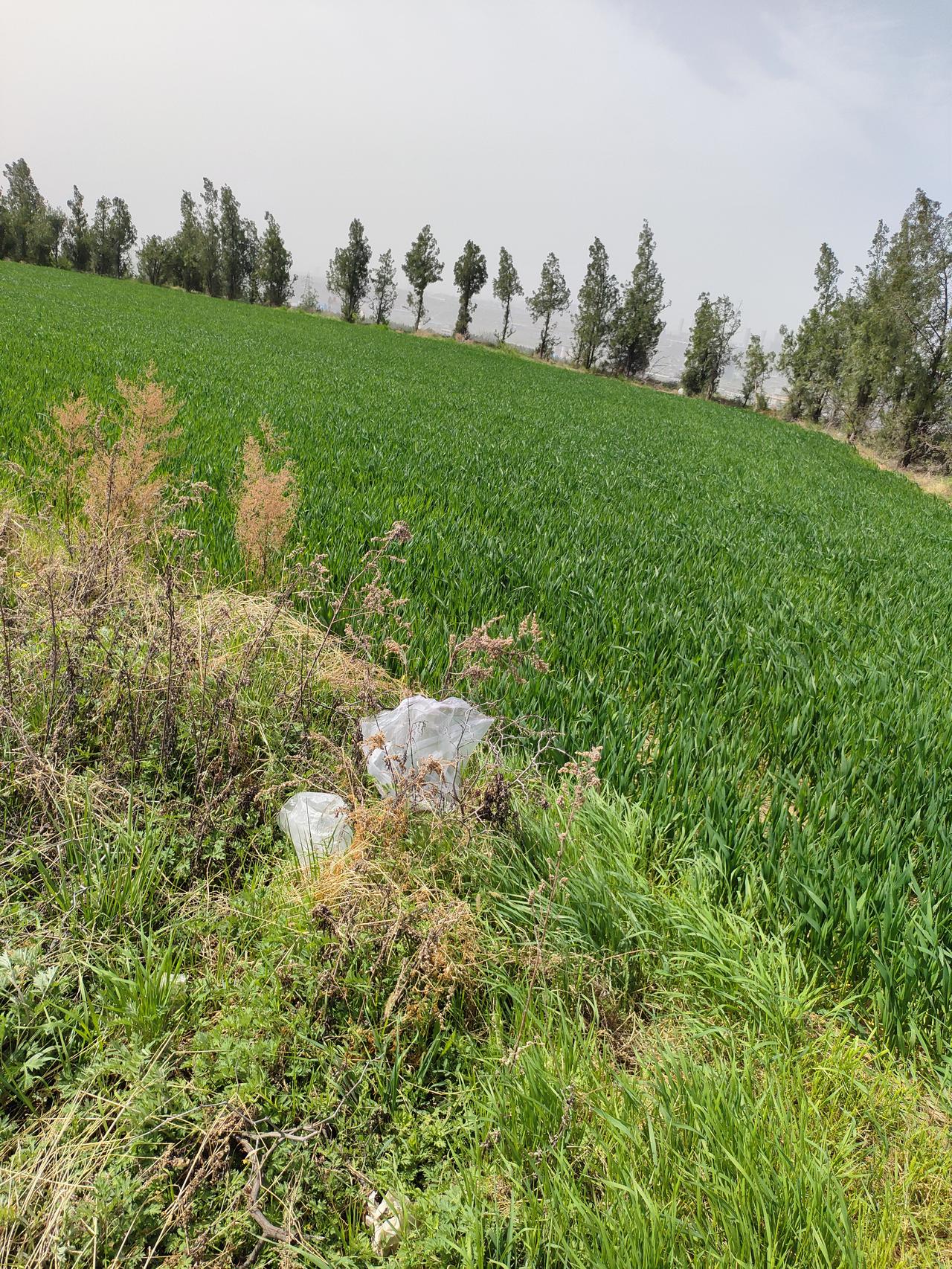 2. 置身这片碧色田野，才懂什么是生机盎然。风过麦浪，沙沙作响，这里没有城市的喧