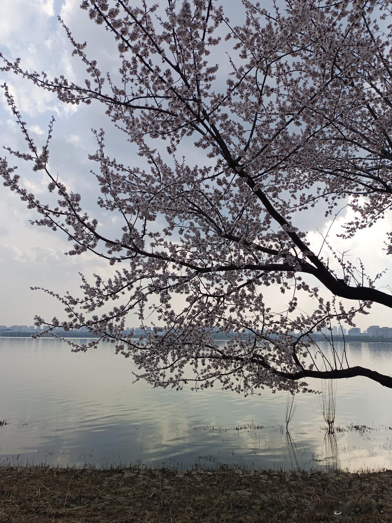 断桥约会。

断桥上打着一把油纸伞，那一定是许仙和白娘子在约会呢，多浪漫的画面呀