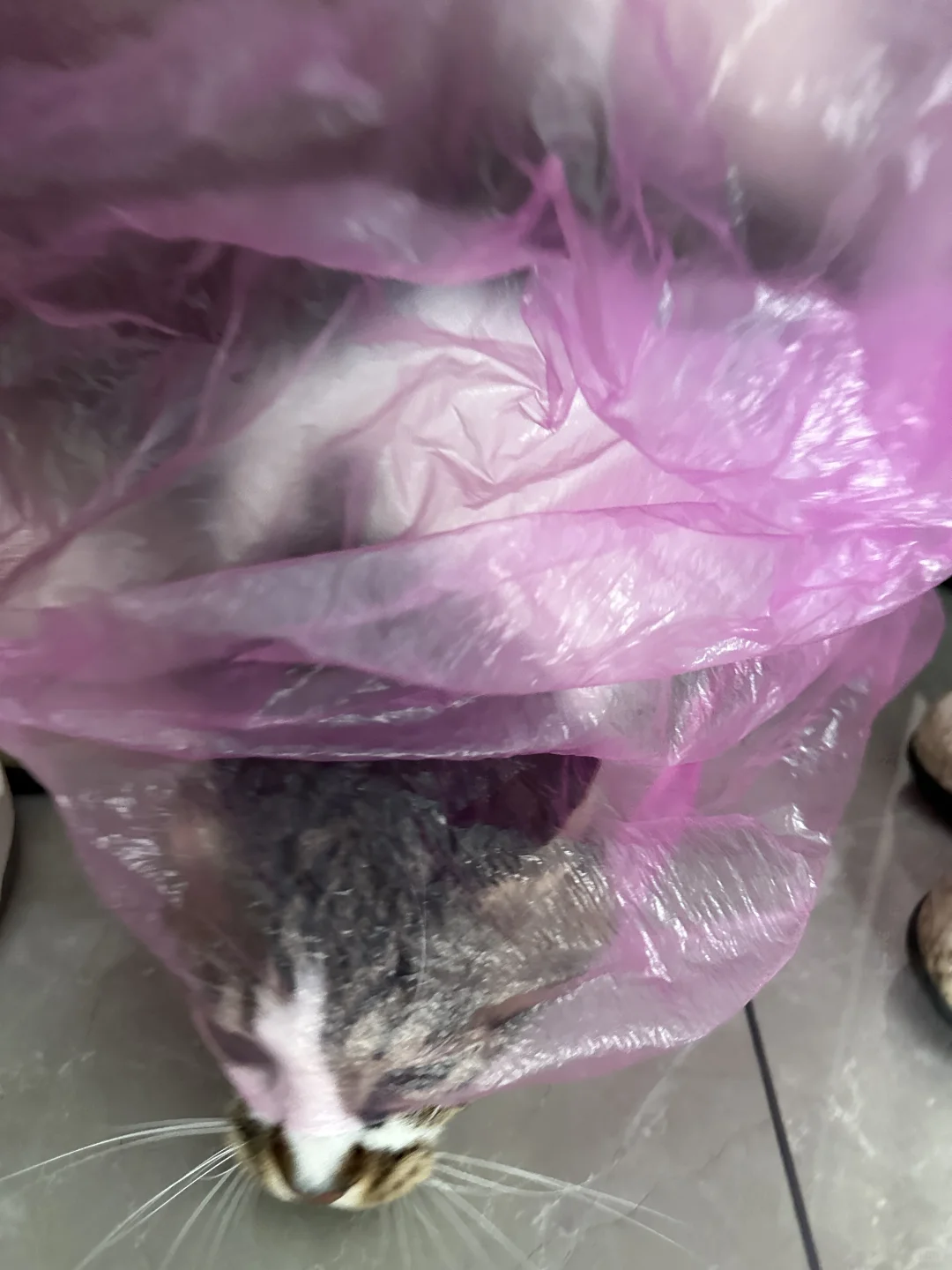 驴猫