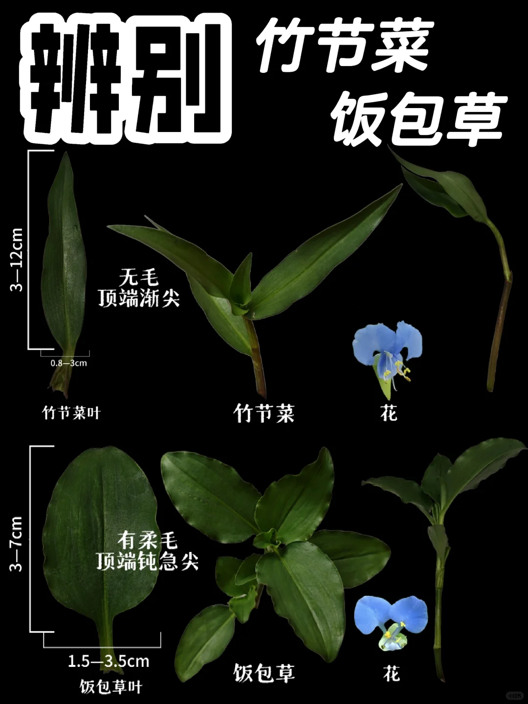 【辨别植物】鸭跖草属的植物傻傻分不清楚