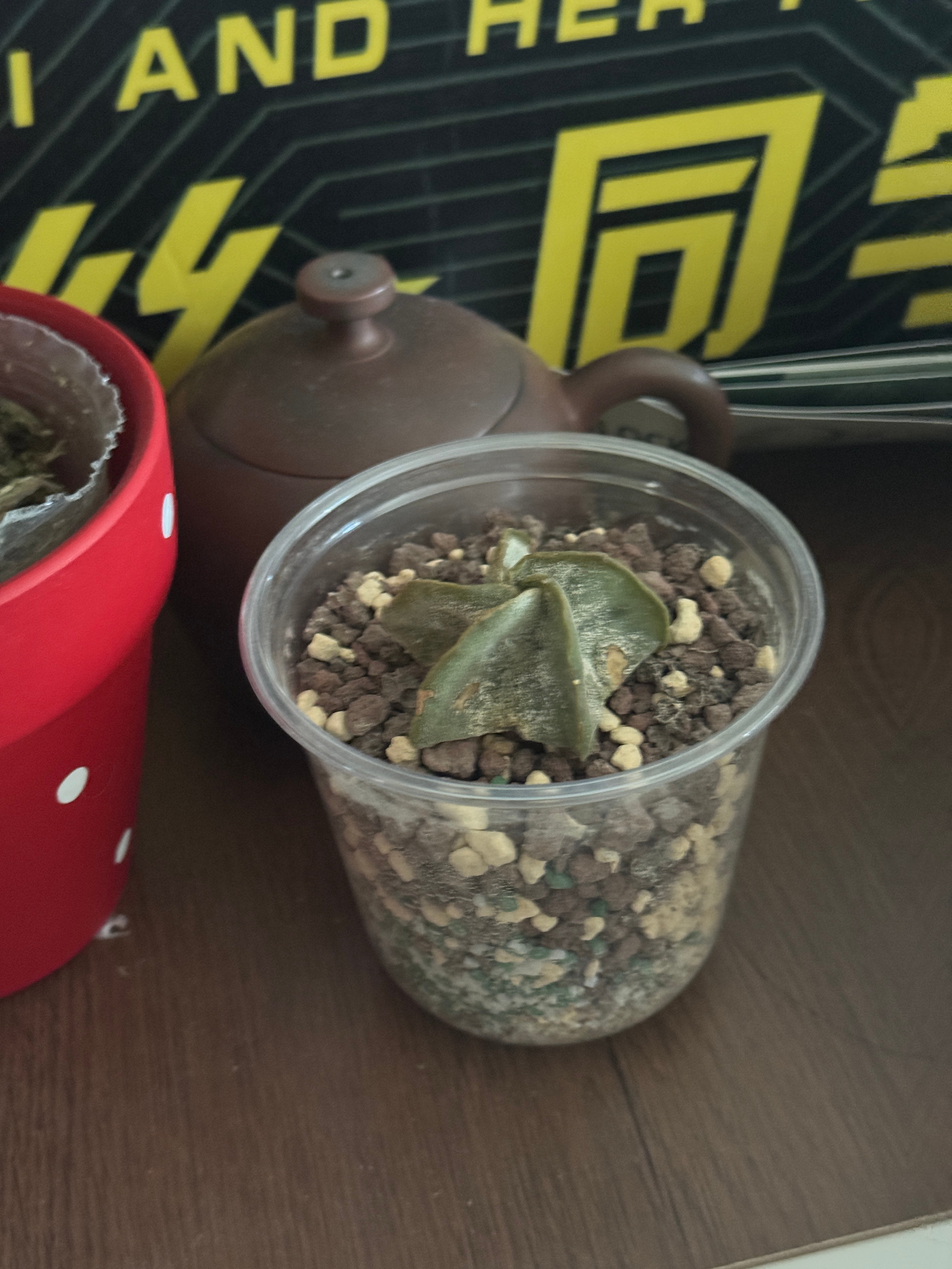 我朋友送的仙人掌，终于也是被我养死了…图三是生前…图二是我刚才拍的…我头一次见死