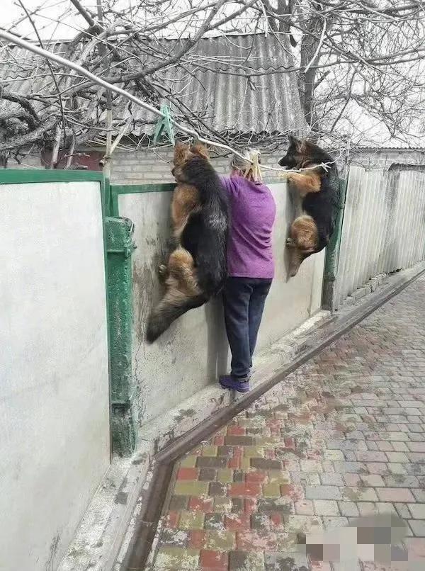 快看，邻居家又打起来了 ​