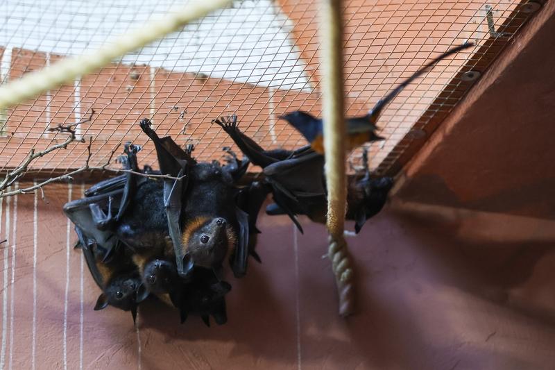 世卫称尼帕病毒或引发全球大流行，这消息听着就吓人。尼帕病毒是人畜共患病毒，天然宿