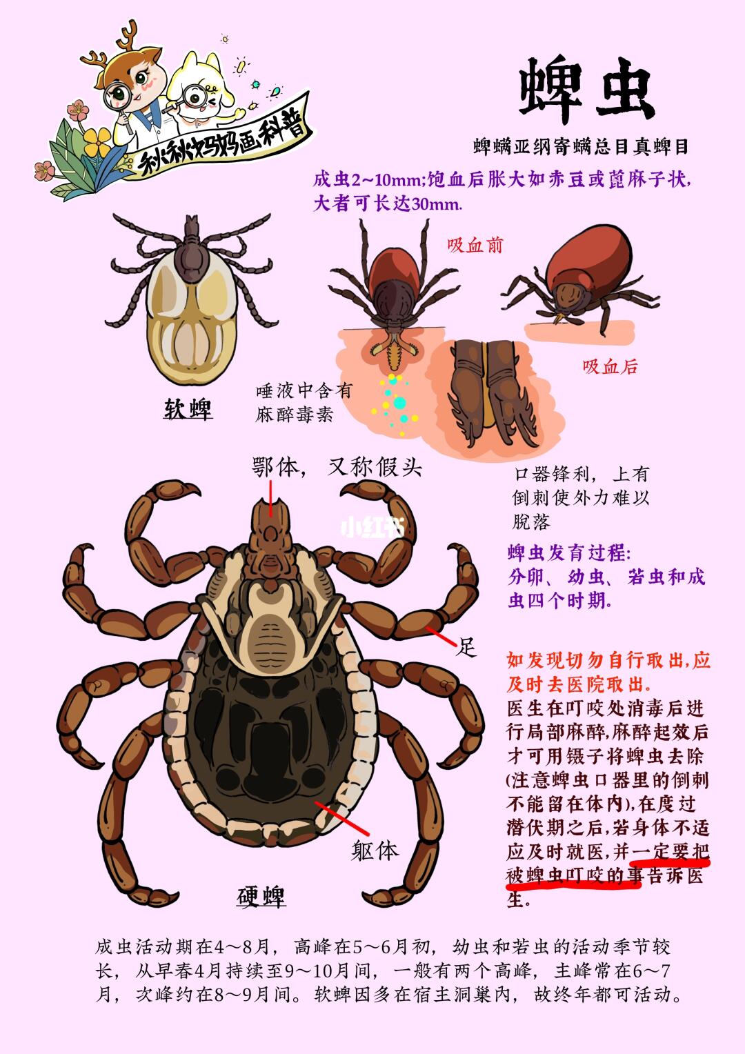 画给大家的防护贴｜致死率超高的蜱虫要警惕！