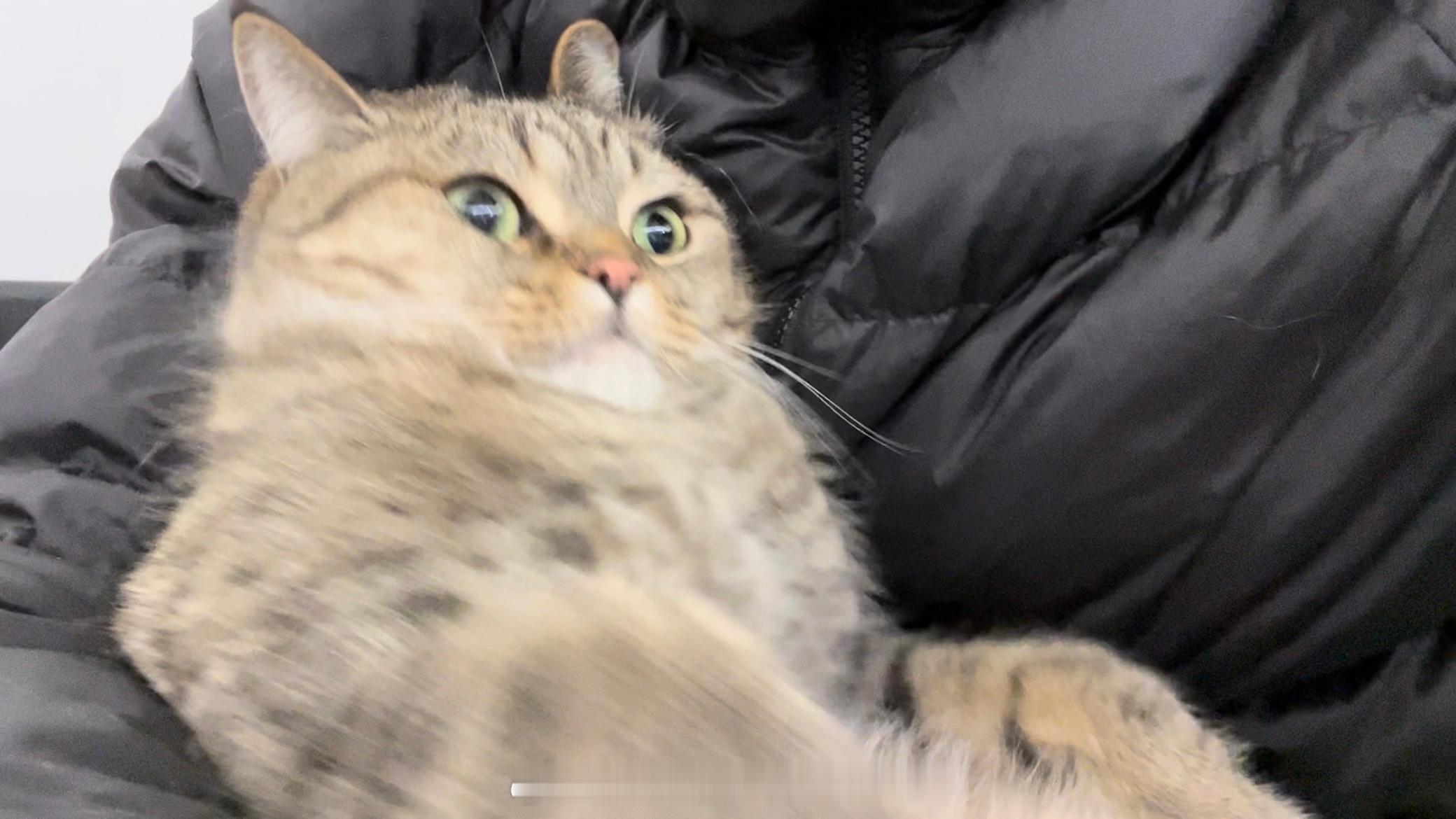 小猫小猫最有礼貌 卯多咪 