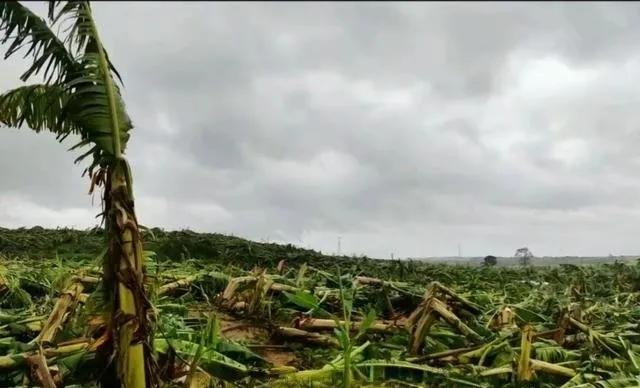 网友：17级台风摩羯过后，家里的600棵香蕉树，一棵未倒！果然。。。[捂脸]