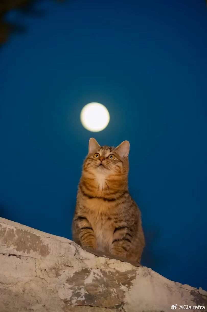 王一博[超话]王一博 今天的月亮好圆好大呀！ 你也在看月亮吗？ 💚 ​​​