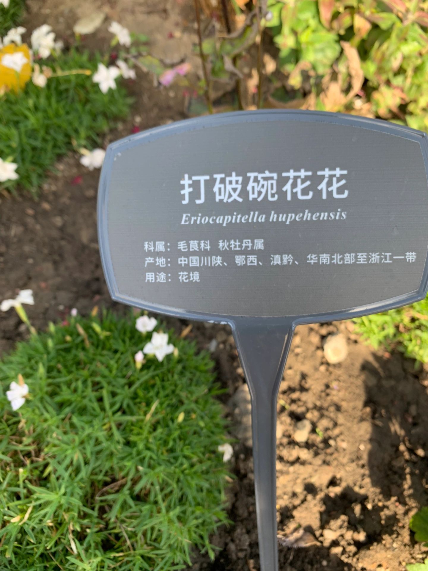 打破碗花花被这名字萌得猝不及防[哇] ​​​