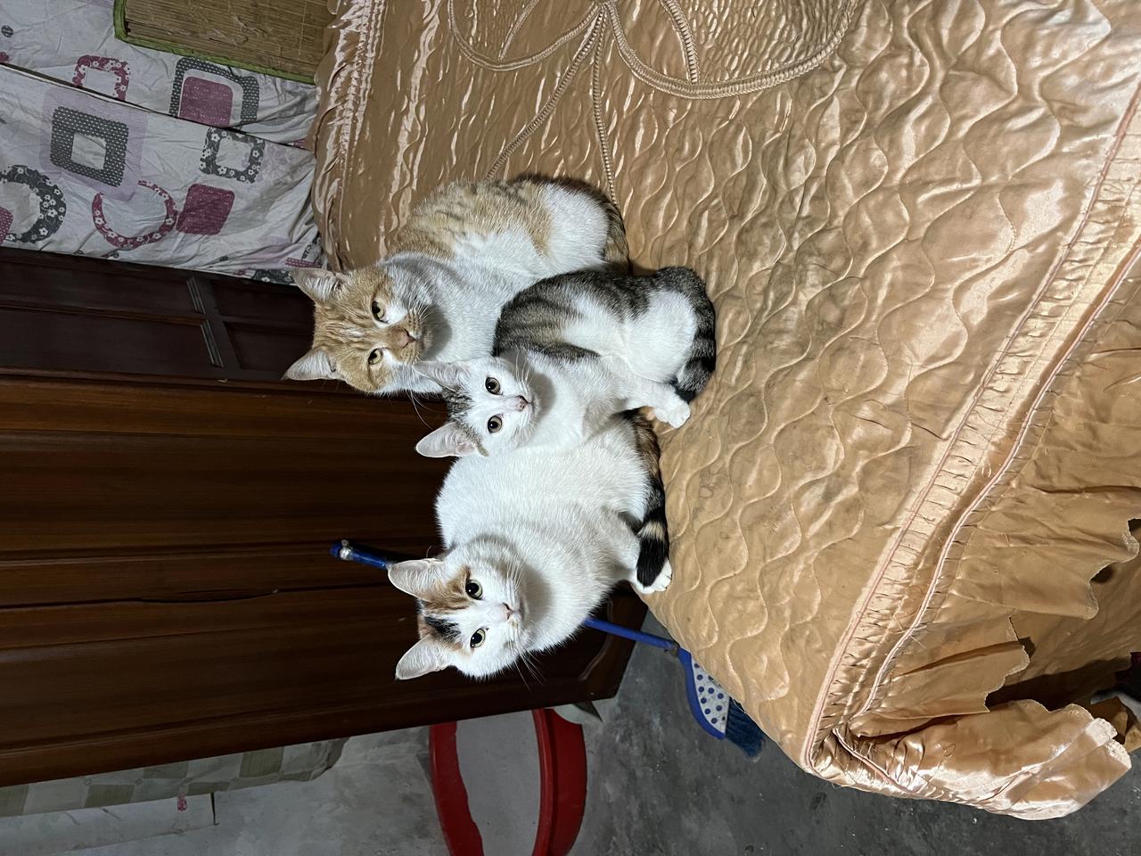 中国为何没有流浪猫狗保护法——中国不是完全没有相关规则，而是没有一部专门、统一、