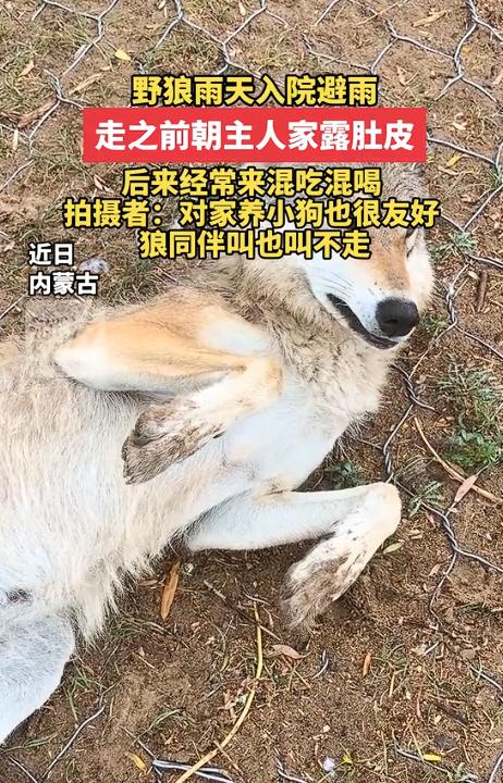 笑不活了！内蒙古，一只野狼下雨天跑进一户人家院子躲雨，谁知临走还对着人翻肚皮示好
