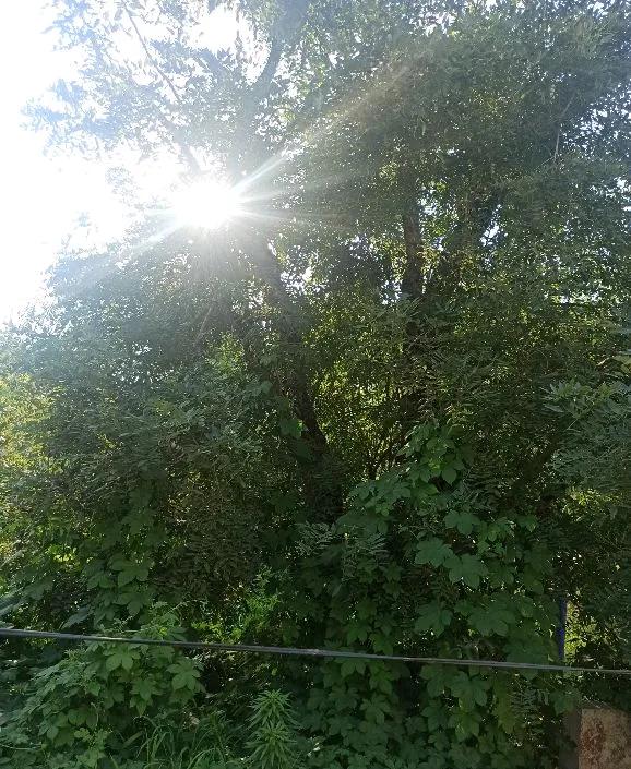西江月·乡愁
 
朗月照窗如昼，清风拂面露柔。
故乡山水梦中游，美好常存心岫。