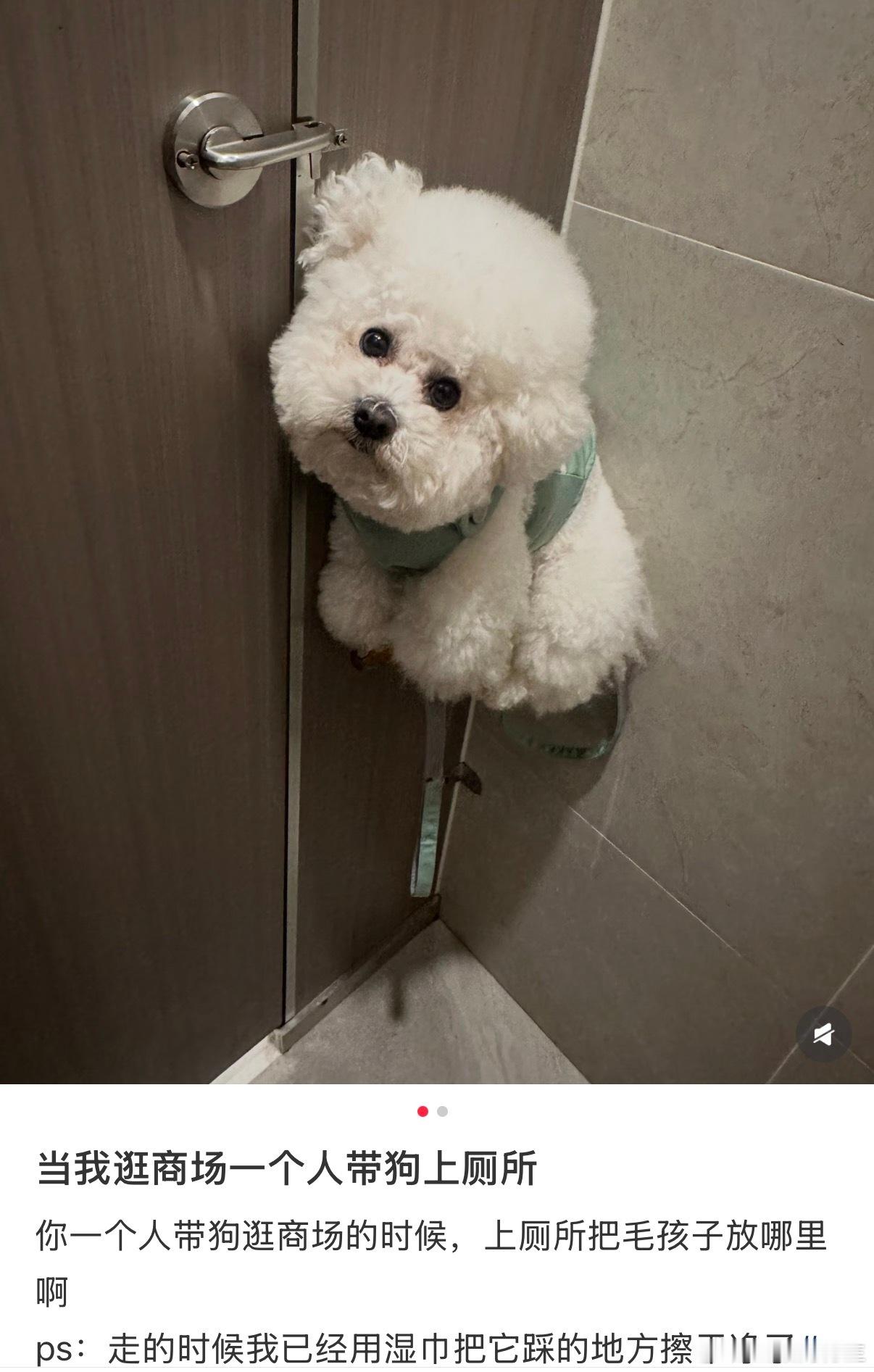 当你一个人逛商场带狗上厕所时 