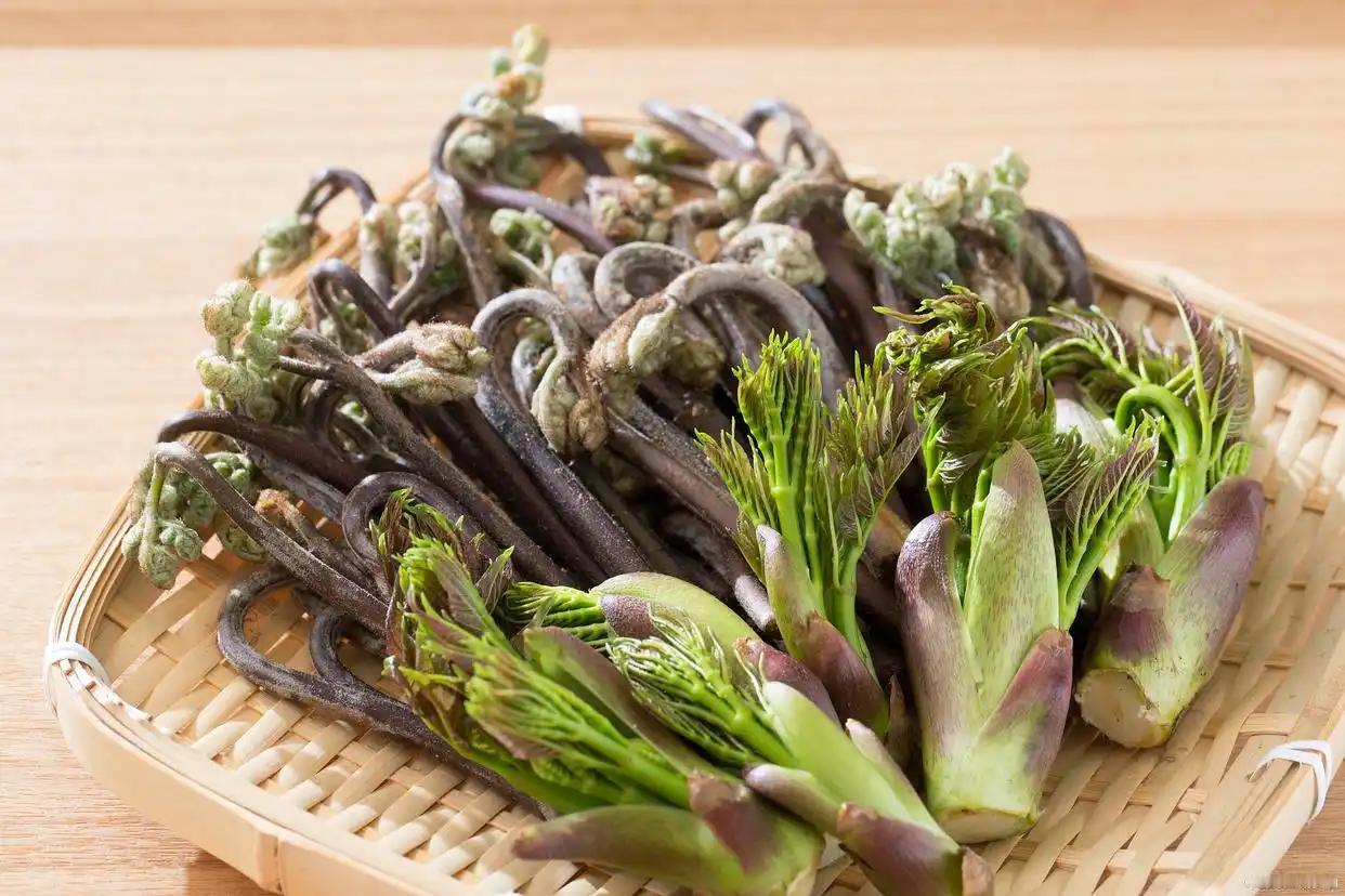 在中国的广袤山野之间，有一种野生蔬菜因其独特的品质和丰富的营养价值，被誉为“山菜