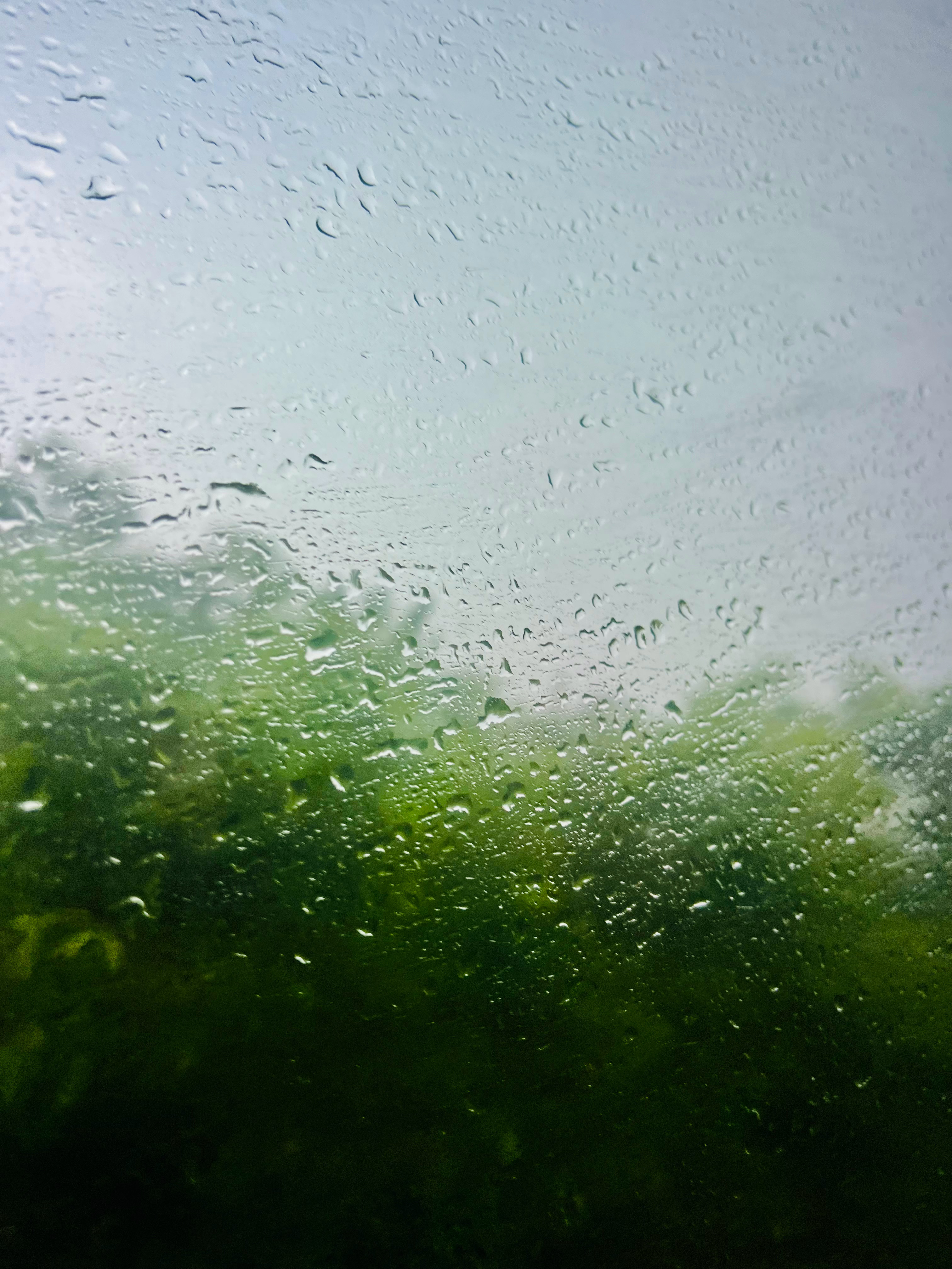 途经丛林 河流 山峦佛塔 寺院 大片大片的莲花我曾在一朵白云里面穿行也从它的身下