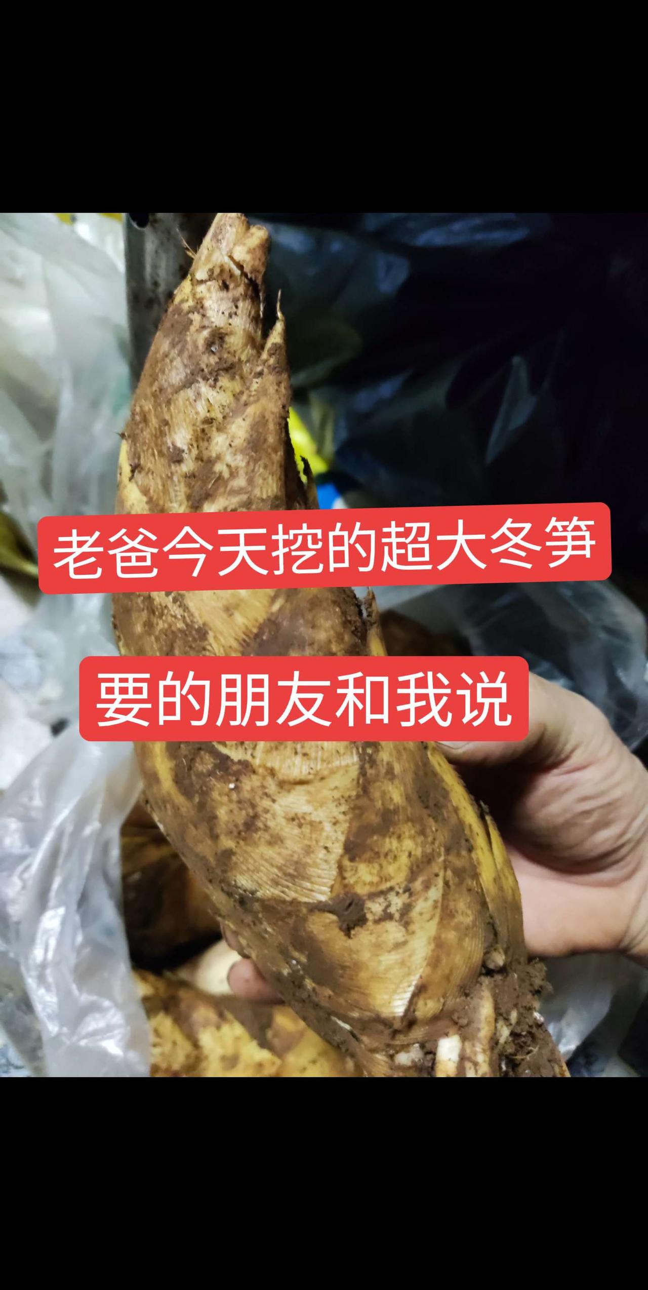 老爸今天挖的超级大冬笋，真正的精品，要的和我说冬笋来了 深山挖笋 大自然的馈赠