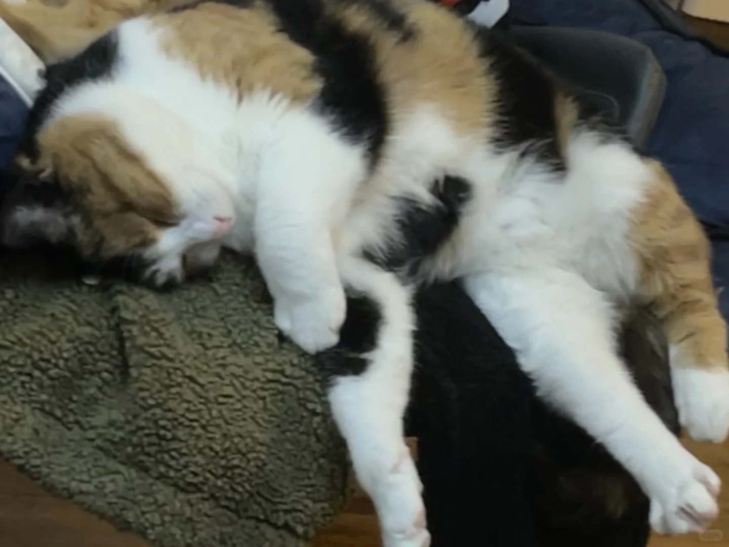 应酬一天 累昏的大女猫