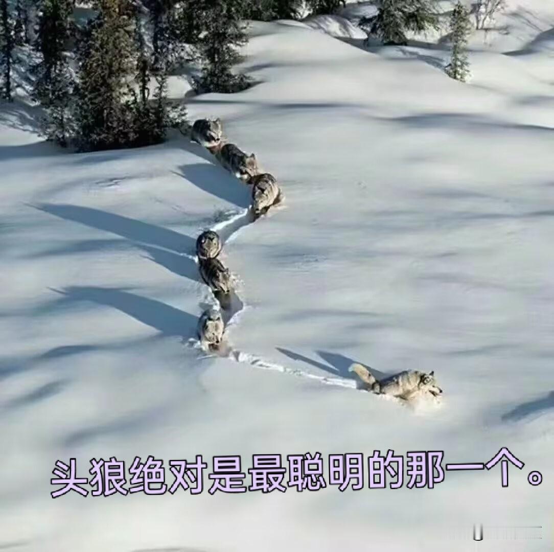 动物，实则比人类更为聪慧，它们为了群体的共同利益，绝不会让团队里最愚笨的那个成为