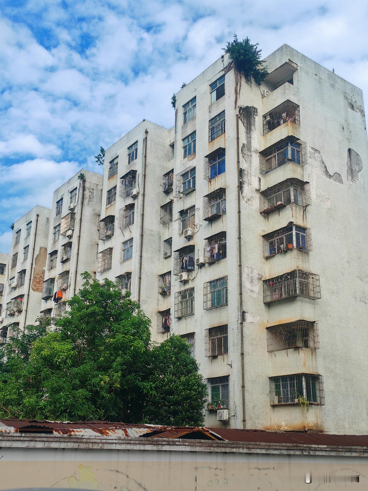 某小区楼顶长出一蓬茂密的植物，根应该是扎在墙壁或楼顶缝隙里了，远望就像头戴一朵花