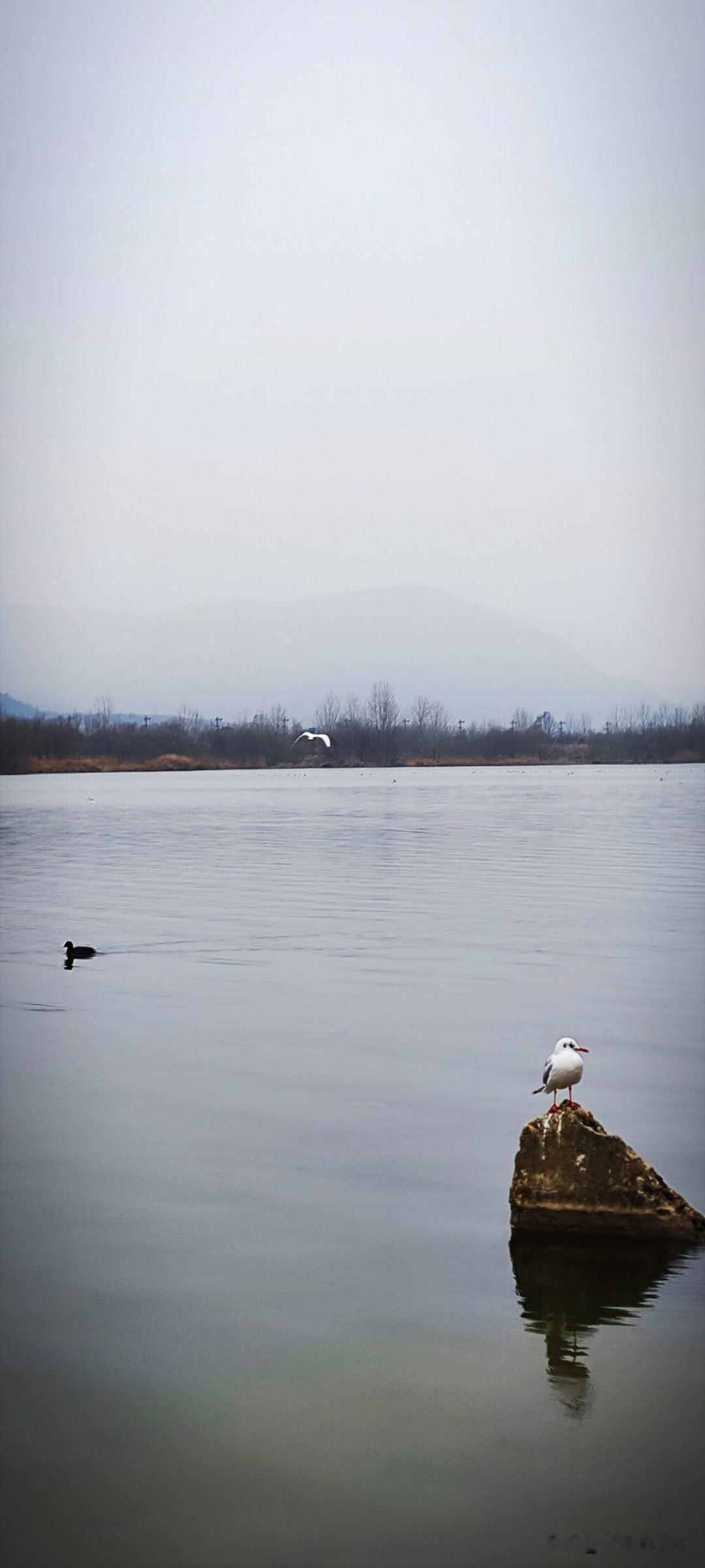 冬日生活随拍江面上，野鸭子在游弋，江鸥在石头上蹲守着。突然想起：最好的友情，不在