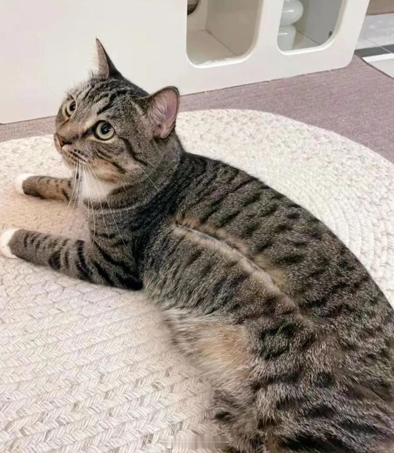 小猫开线了 ​​​