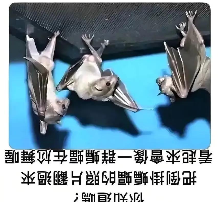 梗集1
梗图 光看不关注的入我把你抽到陀螺般旋转(´∀｀)σ