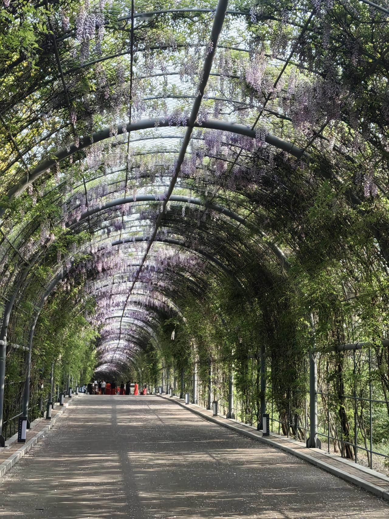 滨州秦皇河“紫藤隧道”

        四月的秦皇河公园，最令人心醉的莫过于那