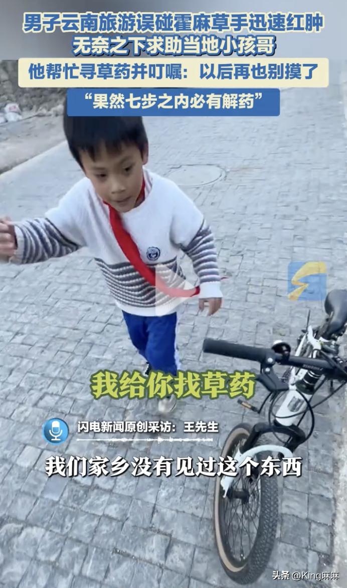 “这个小孩哥火上热搜了！”5月13日，云南丽江，一游客看见路边的一株植物长得挺特