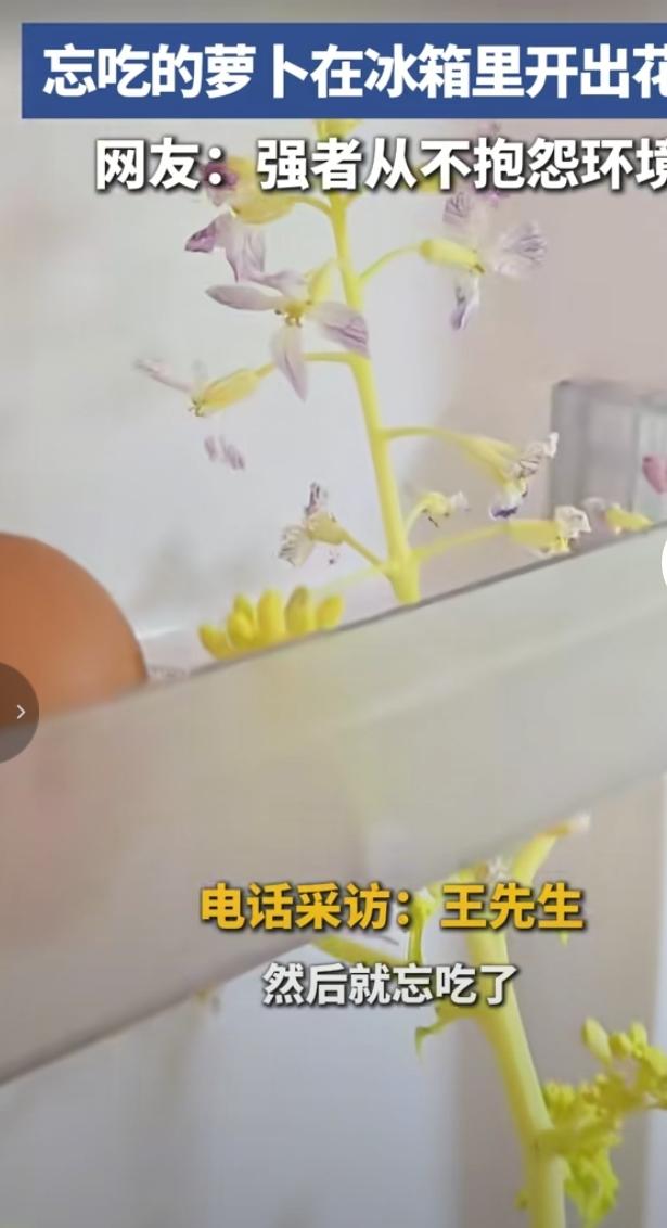 冰箱萝卜逆境开花，主打一个绝不躺平
 
王先生买的萝卜被遗忘在冰箱角落，本以为只