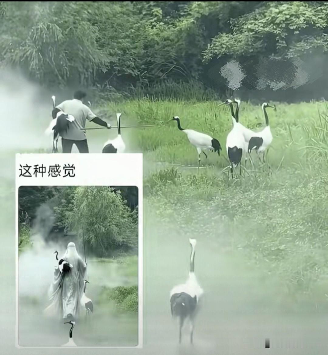 “太有意境了！”浙江，饲养员大妈见丹顶鹤不愿回家，抱起一只，其他丹顶鹤竟开启“一