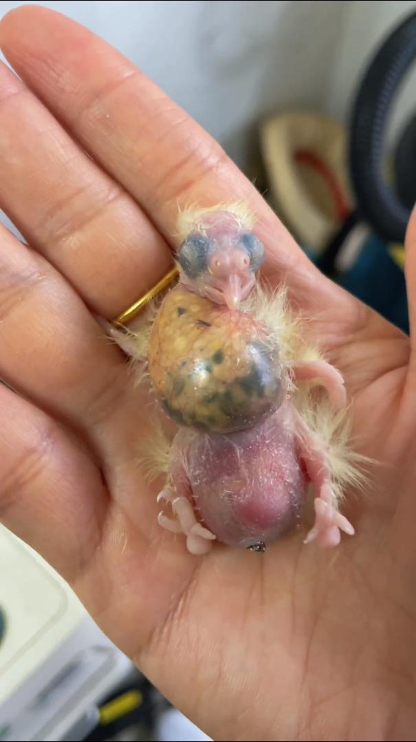 鸟妈妈，你想撑死它吗？[擦汗]