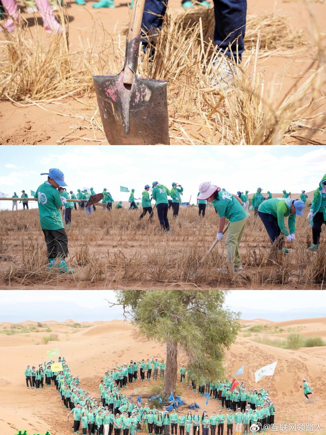 百万森林计划在沙漠种梭梭锁边，既治沙又帮老乡增收，小小一棵树就能守住一片绿。人人