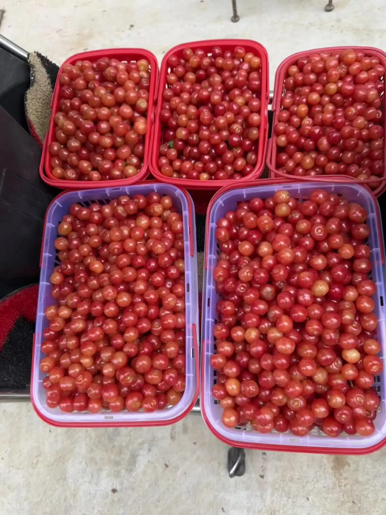 樱桃