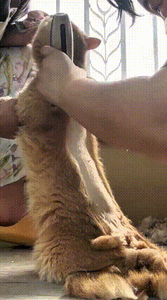 闺女愁家里猫咪掉毛到处都是，跟妈妈念叨了一嘴，妈妈大手一挥说交给她搞定。等闺女下