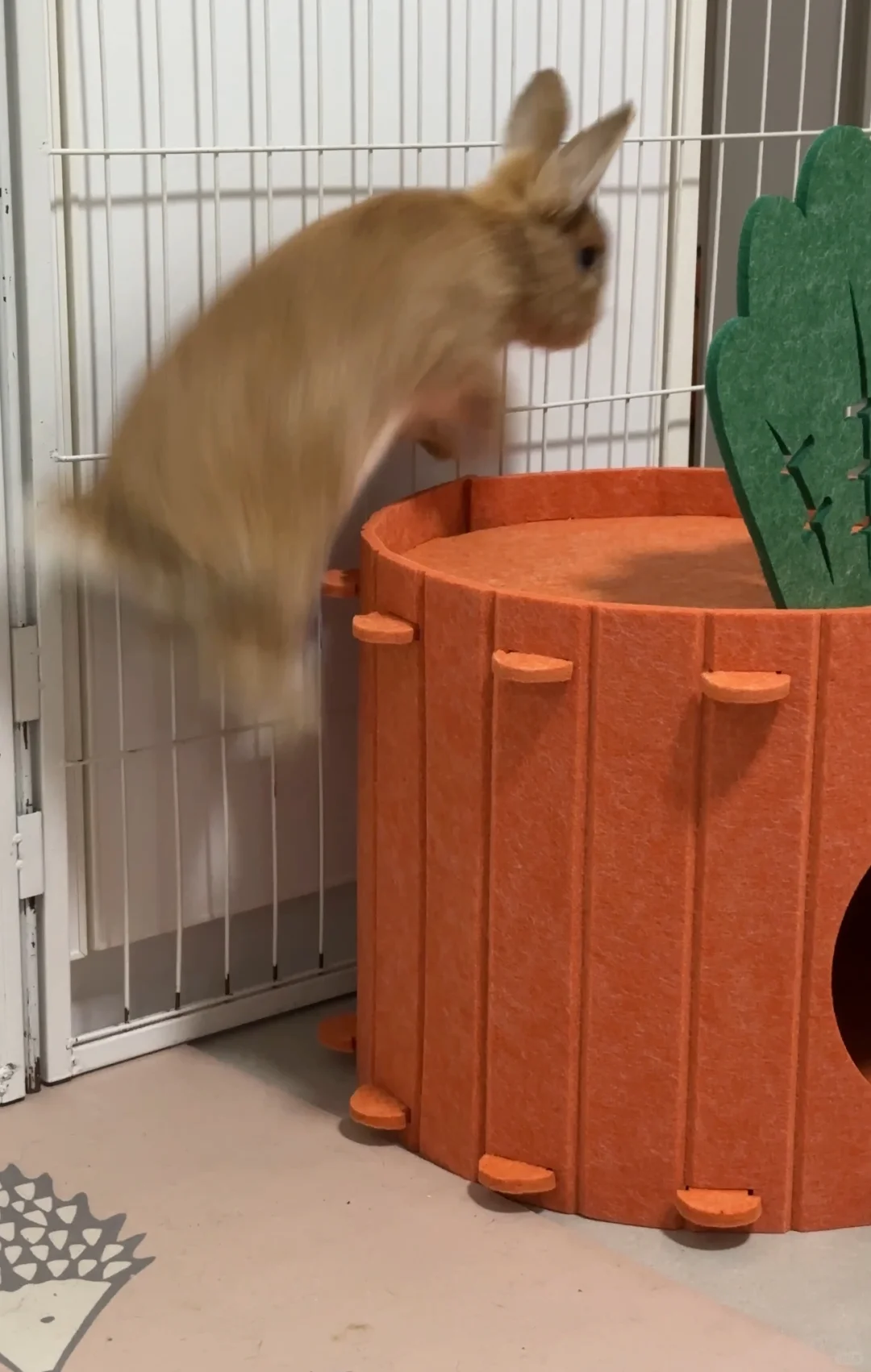 新窝很适合橙子