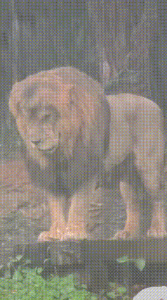 广州暴雨，狮子在雨中纹丝不动，网友：失恋还是王者淡定？
 最近广州暴雨，一位游客