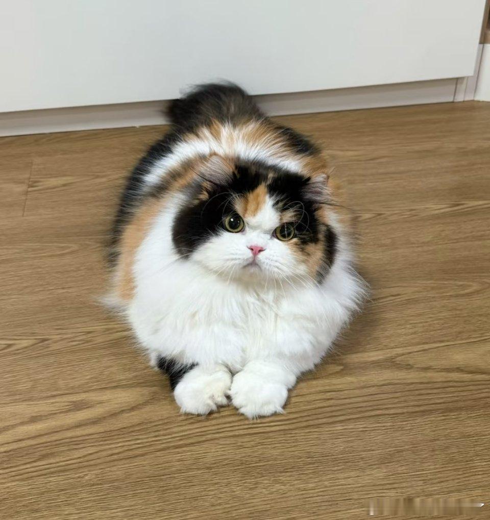 猫 没有一根毛想跟你好猫儿这个萌