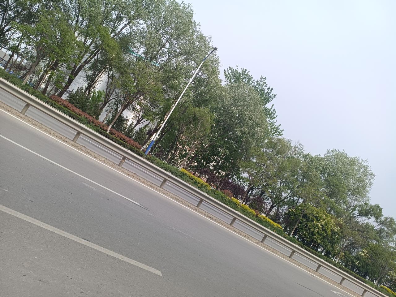 柳树开“絮”了
2026年4月15日午后，曹县迎宾大道两旁的柳树开“絮”了，远看